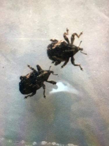 Sternochetus mangiferae observed 2020-09-14
