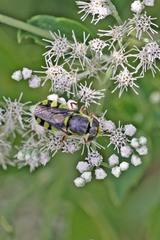 Hedriodiscus truquii
