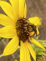 Melissodes robustior