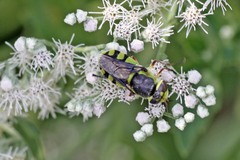 Hedriodiscus truquii