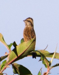 Carpodacus thura