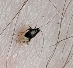 Halticini