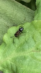 Encyrtus