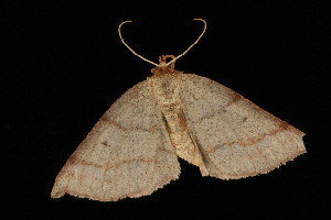 Metarranthis amyrisaria Walker, 1860