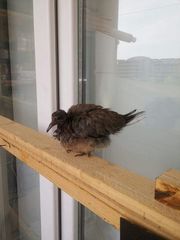 Streptopelia senegalensis