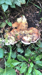 Fungi