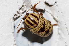 Cryptocephalus leucomelas