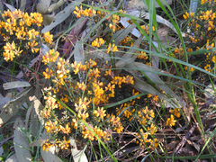 Pultenaea gunnii