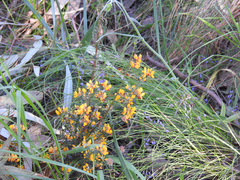 Pultenaea gunnii