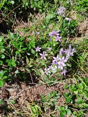 Gentianella anisodonta