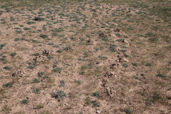 Cryptomys hottentotus