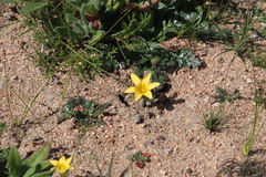 Romulea citrina