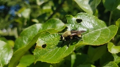 Laphria posticata