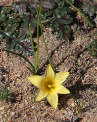 Romulea citrina