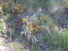 Pultenaea gunnii