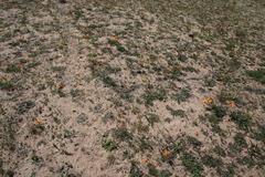 Romulea citrina