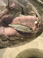 Richardsonius balteatus