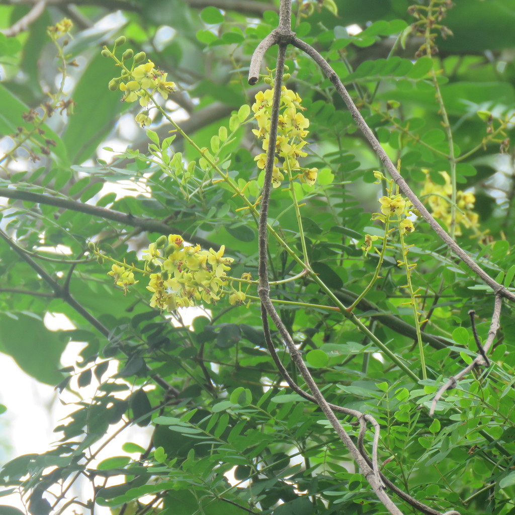 Mezoneuron hymenocarpum (Mezoneuron hymenocarpum)