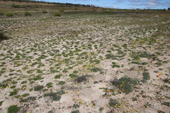 Romulea citrina