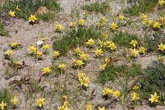 Romulea citrina