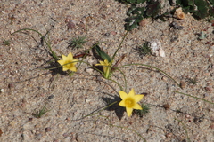 Romulea citrina