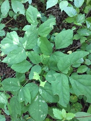 Hylodesmum