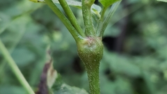 Neolasioptera eupatorii