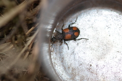 Panagaeus bipustulatus