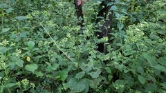 Neolasioptera eupatorii