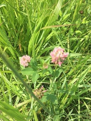 Trifolium pratense