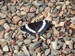 Limenitis arthemis rubrofasciata