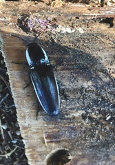 Chalcolepidius apacheanus