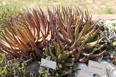 Aloe melanacantha