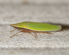 Draeculacephala navicula