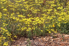 Senecio abruptus