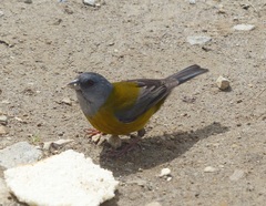 Phrygilus