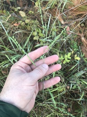 Paspalum bifidum