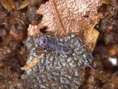 Tomocerus minor