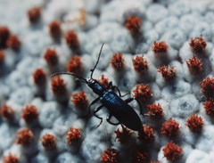 Selenopalpus cyaneus