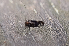 Cerastipsocus trifasciatus