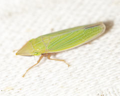 Draeculacephala navicula