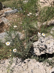 Erigeron oreophilus