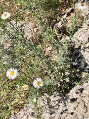 Erigeron oreophilus