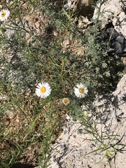 Erigeron oreophilus