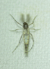 Sayomyia