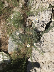 Erigeron oreophilus