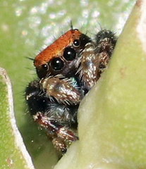 Phidippus apacheanus