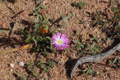 Cleretum hestermalense