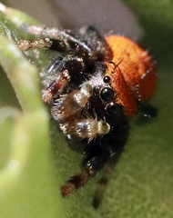 Phidippus apacheanus