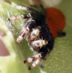 Phidippus apacheanus